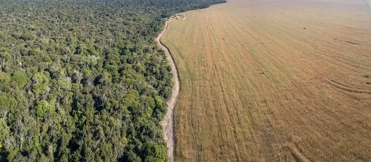 The Amazon rainforest meets soybean fields in Mato Grosso, Brazil.