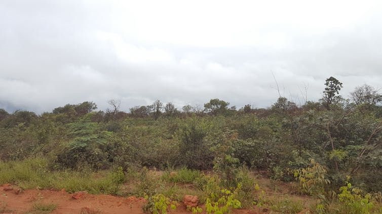 The Cerrado features tropical savanna replete with wildlife. Angela Guerrero, Author provided
