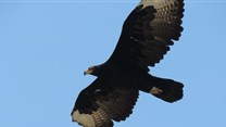 Verreaux’s Black Eagle flying high. Author supplied/Megan Murgatroyd