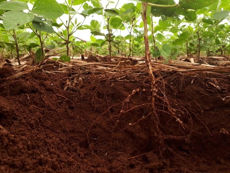 Mutant roots reveal how we can grow crops in damaged soils