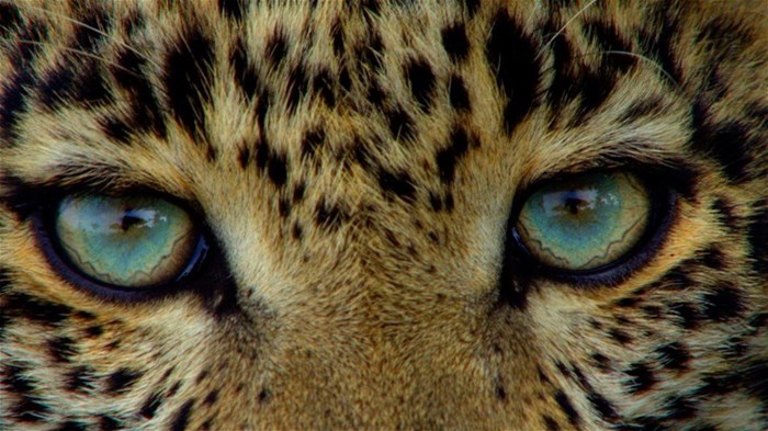 National Geographic Wild's Big Cat Month 2021 features 7 premiere specials highlighting big cats