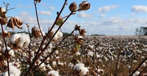 Cotton: A golden opportunity for South Africa?