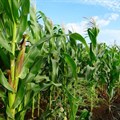 Cyclone Eloise's damage could have implications for South Africa's maize price outlook