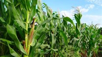Cyclone Eloise's damage could have implications for South Africa's maize price outlook