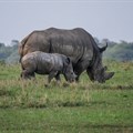 Rhino poaching declines in 2020