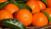 SA's citrus industry celebrates record-breaking export season