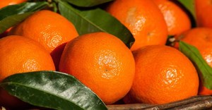 SA's citrus industry celebrates record-breaking export season