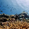 Noise pollution is harming sea life, needs to be prioritised, scientists say
