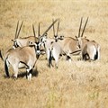 FAO, AFD project to boost sustainable wildlife management, food security in southern Africa