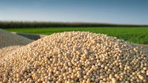 Cost of soybeans will remain high for South Africa's poultry industry