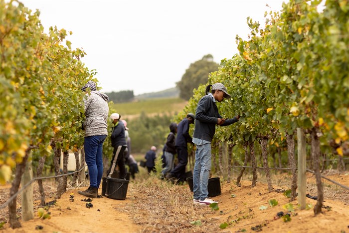 8 reasons wine-lovers should visit Stellenbosch