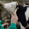 How an optimised vaccination programme can help improve farmer outputs