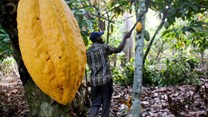Ivory Coast lost 47,000ha of forest to cocoa production in 2020 - environmental group