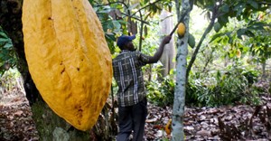Ivory Coast lost 47,000ha of forest to cocoa production in 2020 - environmental group