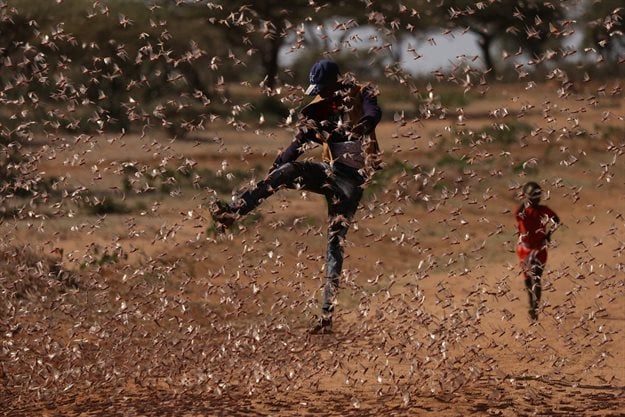A man tries to chase away a swarm of desert locusts in Naiperere, near the town of Rumuruti, Kenya. Reuters/Baz Ratner