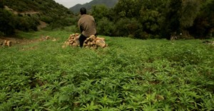 Morocco set to legalise cannabis production for medical use