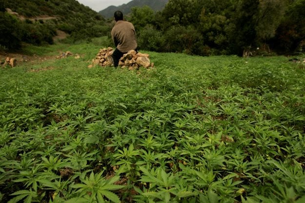 A farmer guards his plantation of cannabis near Chefchaouen. Image: Reuters