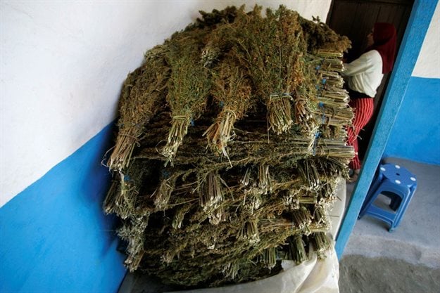 Bundles of marijuana plant are dried at a farmer's house in the Rif region, near Chefchaouen. Image: Reuters