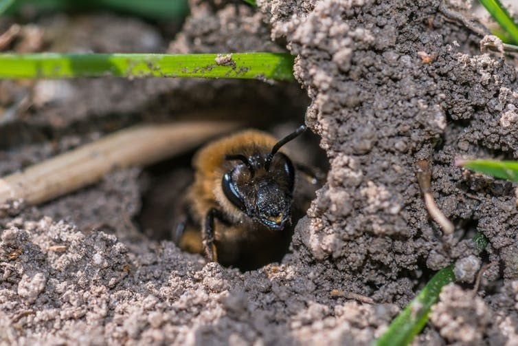 Ground-nesting bees must dig a lot of soil to build their nests.