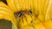 A common soil pesticide cut wild bee reproduction by 89% - here's why scientists are worried