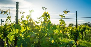 Webinar sheds light on holistic management of grapevines