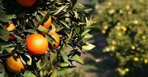 Black citrus growers see 40% increase in production figures