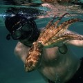 South African documentary My Octopus Teacher nominated for an Oscar