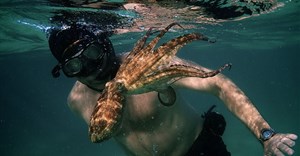 South African documentary My Octopus Teacher nominated for an Oscar