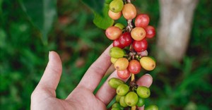 From crop to cup: Ricoffy beans now 100% sustainably sourced