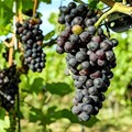 SA table grape industry growth trend expected to continue