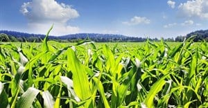 There is room for an upward adjustment of SA maize production estimates