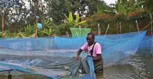 Farming fish in fresh water is more affordable and sustainable than in the ocean