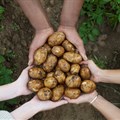 Potatoes SA campaign to unpack position of potatoes during pandemic
