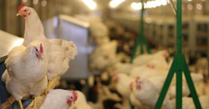 Avian Influenza outbreak confirmed on Ekurhuleni farm