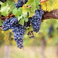 Information sessions to reflect on wine industry status, vineyard trends