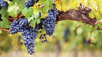 Information sessions to reflect on wine industry status, vineyard trends