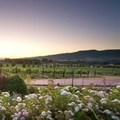 Avondale Wine Estate diversifies offering to ensure sustainability