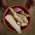 Improving South Africa's food security