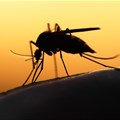 Malaria eradication by 2025, an achievable goal