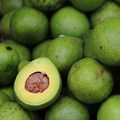 SA avocado sector expected to see uptick in exports