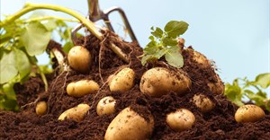 The lash of lockdown: A potato farmer's story of resilience