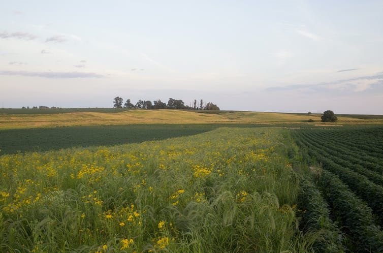 A prairie strip filled with flowers and wild rye grass between soybean fields on Tim Smith’s farm near Eagle Grove, Iowa, reduces greenhouse gases and stores carbon in the soil. The
