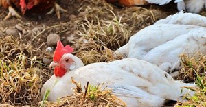Update: No new avian influenza outbreaks reported