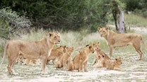 South Africa to clamp down on captive lion breeding, minister says