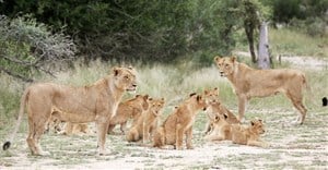 South Africa to clamp down on captive lion breeding, minister says