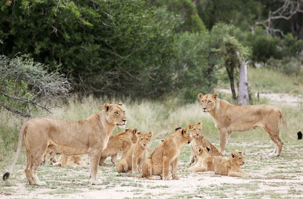 A pride of lions is seen at a game reserve adjacent to the world-renowned Kruger National Park. Reuters/Siphiwe Sibeko