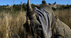 Rhino poachers are back after South Africa eases lockdown restrictions