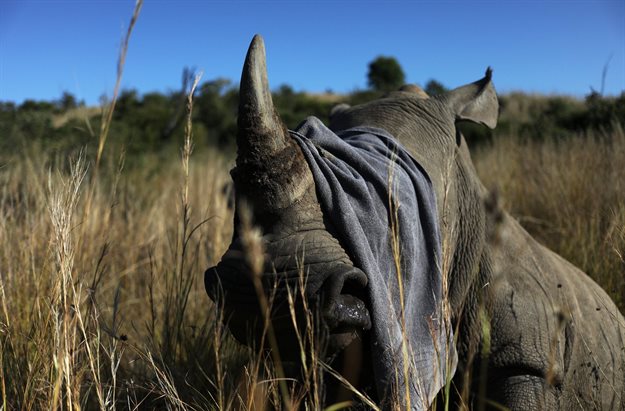A towel is used to cover the eyes of a tranquillised rhino before it is dehorned in an effort to deter poaching at the Pilanesberg Game Reserve. Reuters/Siphiwe Sibeko