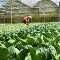 Zimbabwe's horticultural sector blooms