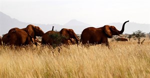 Kenya starts its first national wildlife census